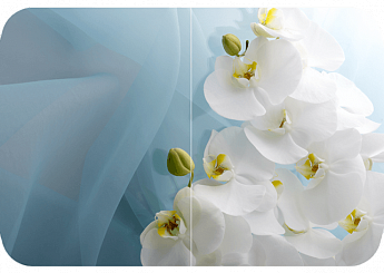 Белая орхидея Бостон (Триумф-хром) 