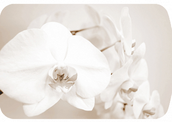 Лунная орхидея Бостон-2 (Брифинг-хром) 